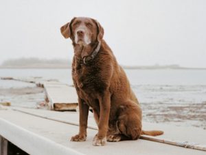 les chiens héros du 11 septembre