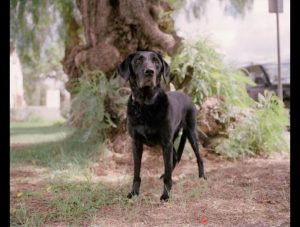 les chiens héros du 11 septembre