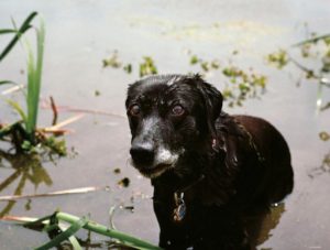 les chiens héros du 11 septembre