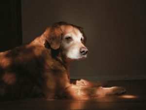 les chiens héros du 11 septembre