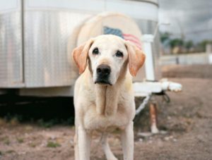 les chiens héros du 11 septembre