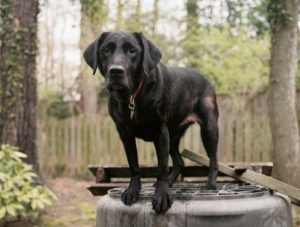les chiens héros du 11 septembre