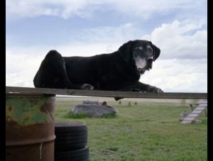les chiens héros du 11 septembre