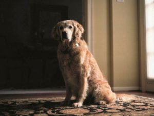 les chiens héros du 11 septembre