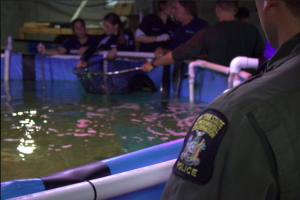 requin trouvés dans une piscine