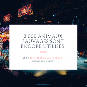 cirque et animaux sauvage