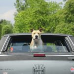 chien et voiture, comment faire pour voyager en toute sécurité