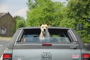 chien et voiture, comment faire pour voyager en toute sécurité