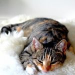 raisons de dormir avec son chat