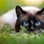 chat hypoallergénique
