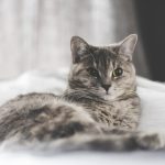 Comment dire non à son chat