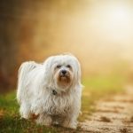 à savoir sur les poils des chiens