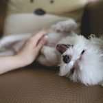 chien massage