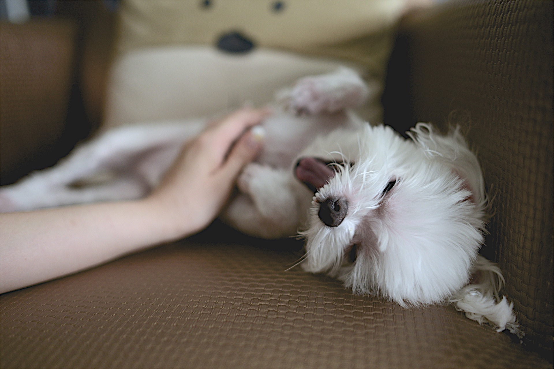 chien massage