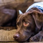 que faire si mon chien mange du chocolat