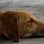 animaux blessés, que faire