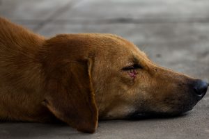 animaux blessés, que faire
