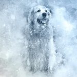 10 choses à savoir sur Sans Croquettes Fixes