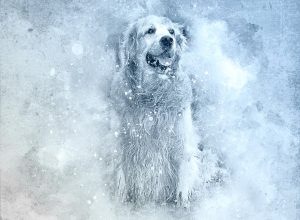 10 choses à savoir sur Sans Croquettes Fixes