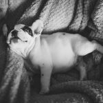 dormir avec son chien