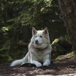 game of thrones abandon husky