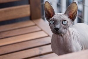 chat hypoallergénique