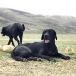 les chiens réputés pour être fugueurs
