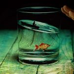 poisson rouge à louer dans un hôtel