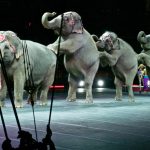 new york dit non aux cirques avec les éléphants