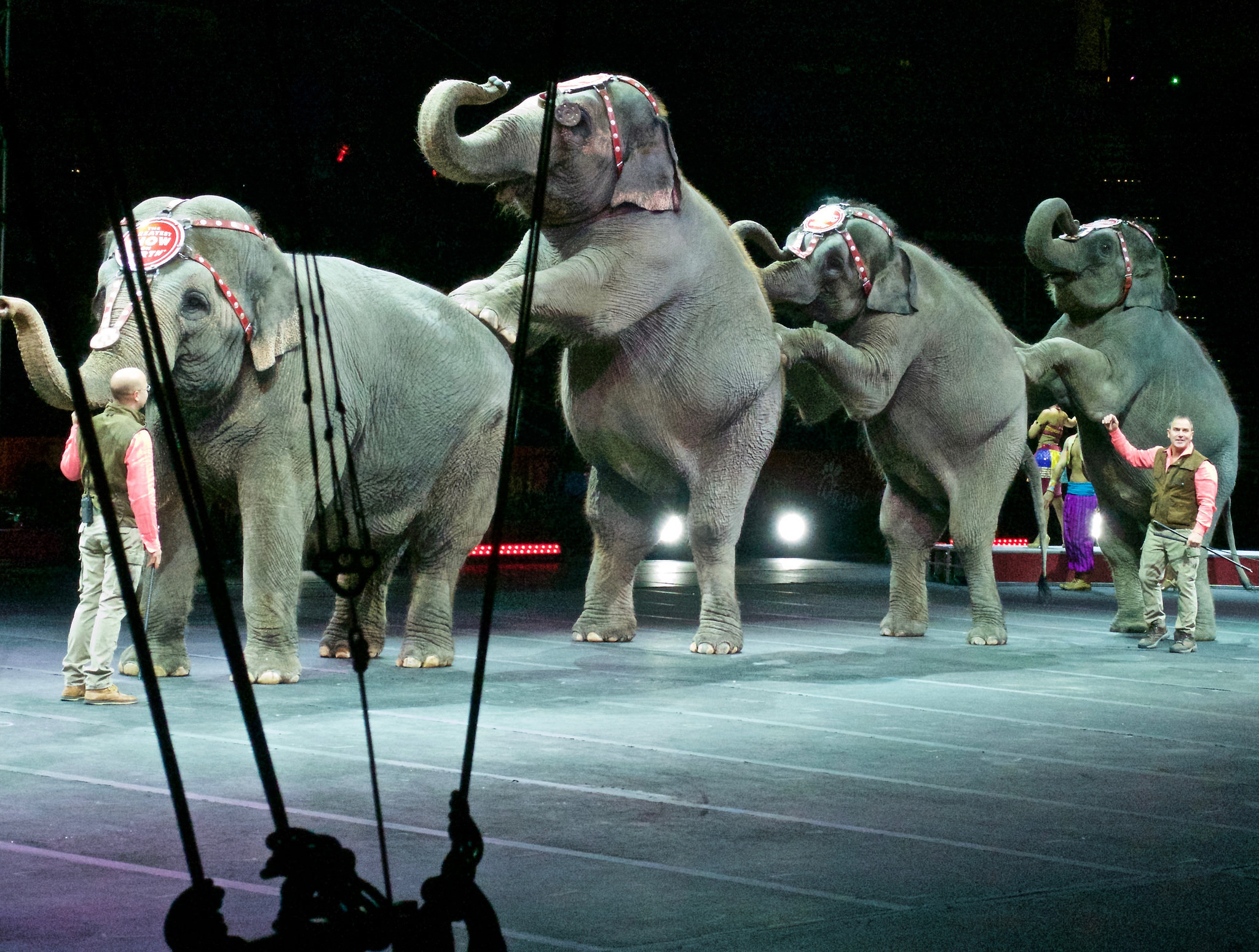 new york dit non aux cirques avec les éléphants