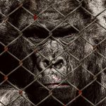 les différentes causes animales