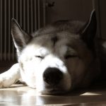 occuper son chien quand il reste seul