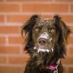 comment faire prendre un médicament à son chien