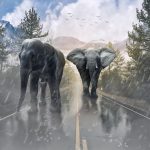 gulli arrête les spectacles avec les animaux sauvages