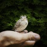 oiseau tombé du nid que faire