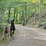 préparer son chien à l'arrivée d'un autre