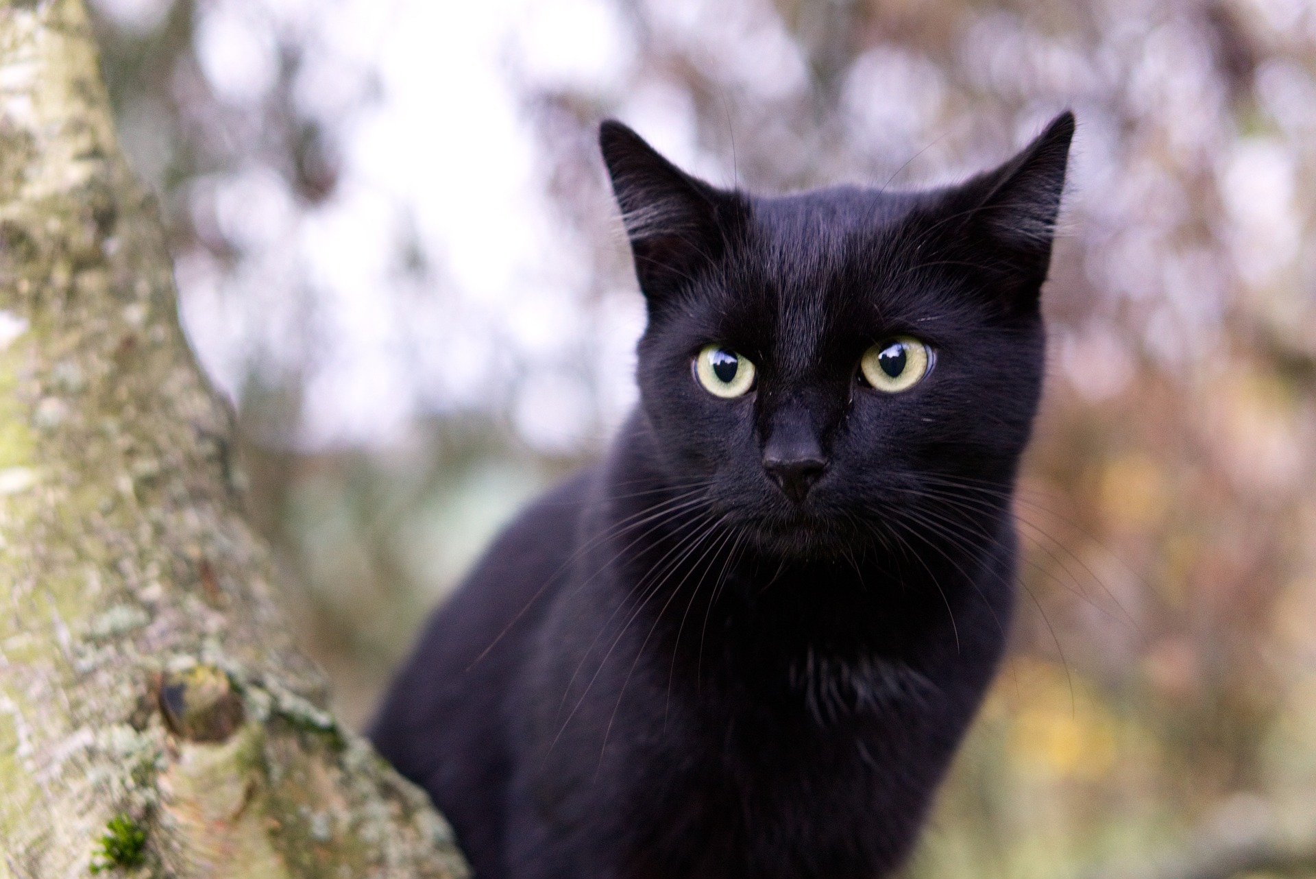 raisons d'adopter un chat noir