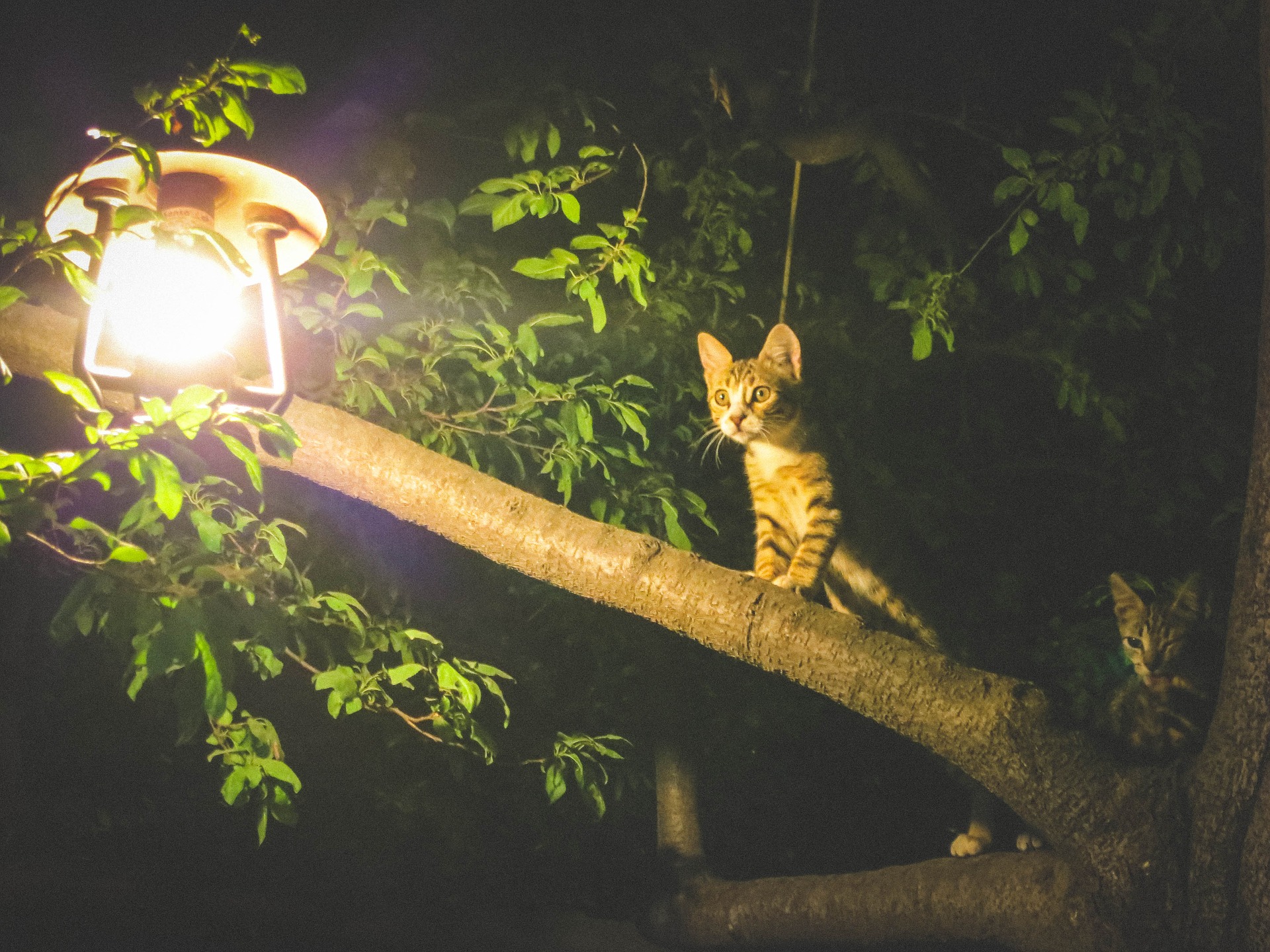 pourquoi les chats restent coincés dans les arbres
