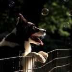 rendre son chien heureux