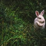 idées reçues sur les lapins
