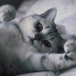 choses à savoir british shorthair