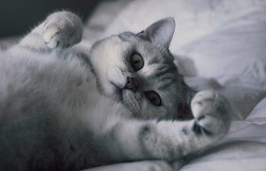 choses à savoir british shorthair