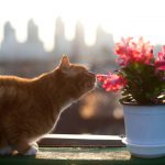 le quart d'heure de folie du chat