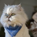 comment lutter contre l'ennui chez le chat