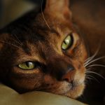 Pourquoi ne faut-il jamais couper les moustaches de son chat ?
