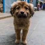chien perdu que faire