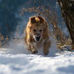 protéger son chien du froid