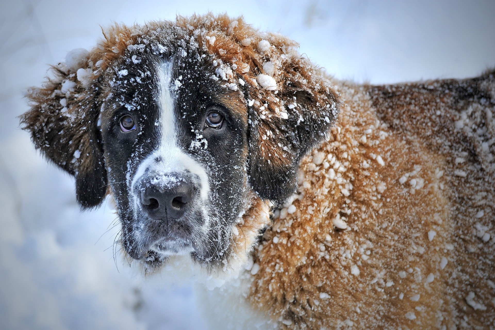 la neige danger pour nos chiens