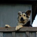 mon chien a peur des invités