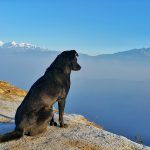 est ce que mon chien manque d'exercice
